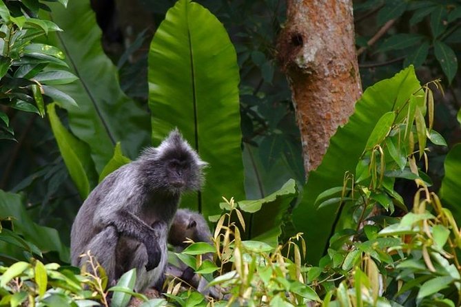 TOUR PACKAGE (jungle trekking, taxi, Room) 4 DAYS 3 NIGHTS in BUKIT LAWANG - Price and what you’re really paying for