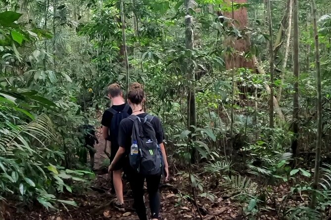 TOUR PACKAGE (Taxi, Room, Jungle Trekking) 3 Days in BUKIT LAWANG - Day 3: check out and a clean finish after two nights
