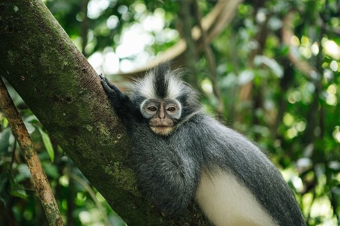 TOUR PACKAGE (Taxi, Room, Jungle Trekking) 3 Days in BUKIT LAWANG - The value question: what’s included with this $271.18-per-person package