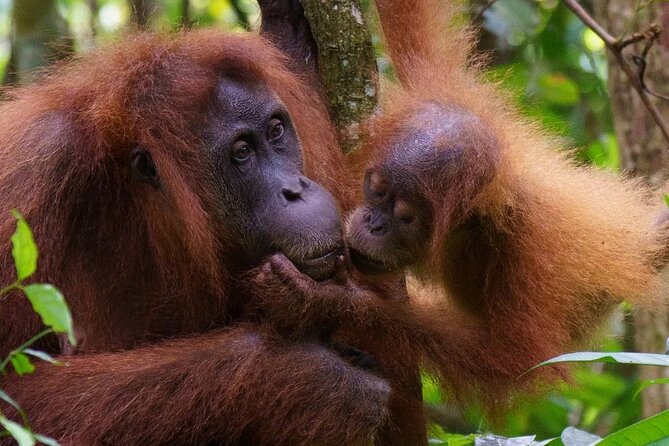 TOUR PACKAGE (Taxi, Room, Jungle Trekking) 3 Days in BUKIT LAWANG - Timing and logistics: making the 9:00 start work for your day