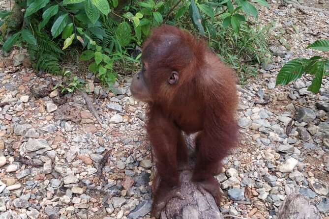 TOUR PACKAGE (Taxi, Room, Jungle Trekking) 3 Days in BUKIT LAWANG - Who should book this Bukit Lawang jungle trek package?
