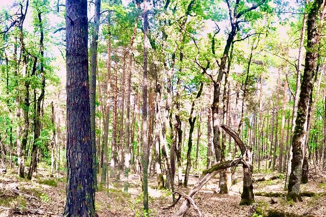 Tour with the Mountain Train, Trek to Mystic Forest and Castle - Key Highlights at a Glance