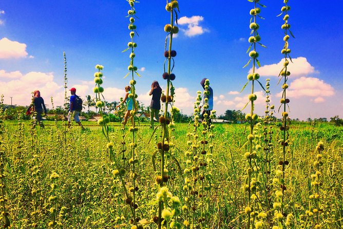 Trekking and Sightseeing tour with lunch - Balinese lunch with rice paddy views: the smart reset