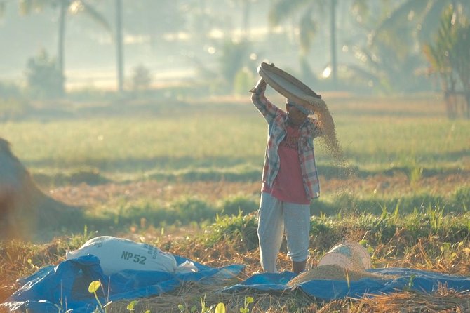 Trekking and Sightseeing tour with lunch - Delodsema and Taro village: where the day gets its Bali flavor