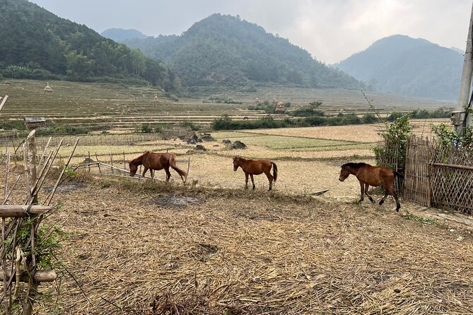 Trekking Ban Gioc Waterfall to Hidden Village on Unique Route - Day two breakfast to waterfall country: Cao Bang flavor to get you going