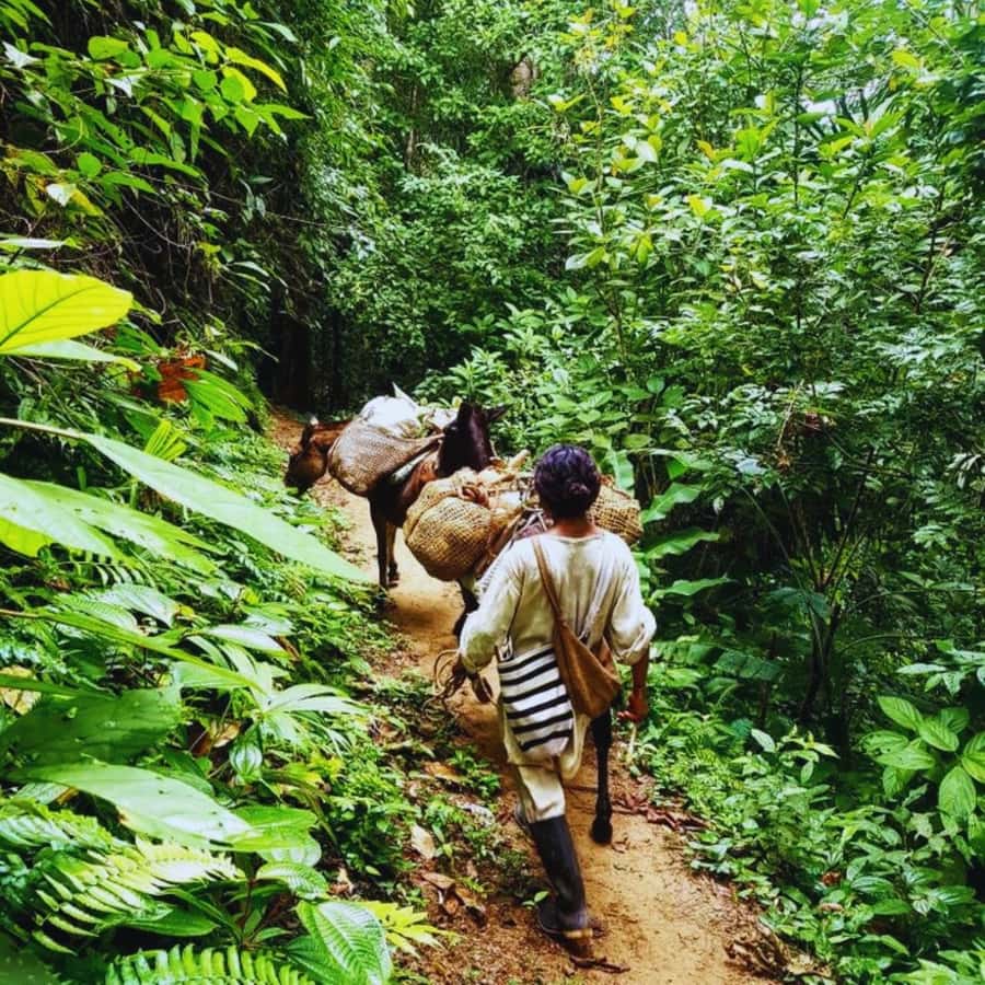 Trekking History and Indigenous Heritage in Minca + Cacao & Coffee + Waterfall - Key Takeaways Before You Go