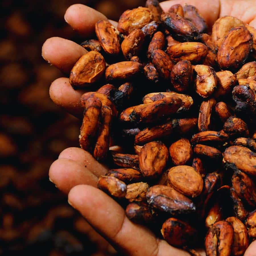 Trekking History and Indigenous Heritage in Minca + Cacao & Coffee + Waterfall - Tasting Cacao and Coffee: Flavor With Context
