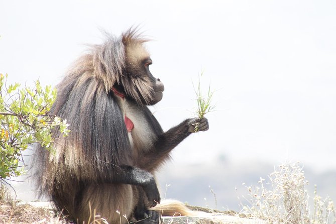 Trekking in Ethiopia's Lalibela Wollo Highland 4 Days / 3 Nights - Who this trek suits best (and who might want another option)