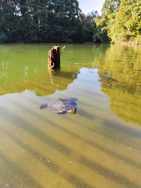 Trekking in the Wood with picnic on the turtles lake - How the 2-Hour Flow Works from Via Giorgio de Chirico to Sunset