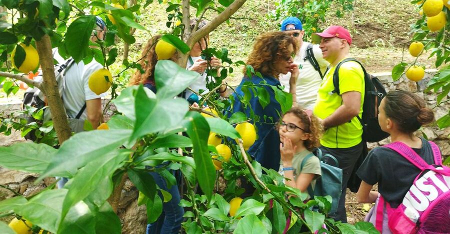 Trekking Lemon Tour - From Vietri to Raito via Santa Maria delle Grazie: first climbs and first views