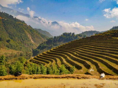Trekking Sapa 1 Day With Local Guide, Terraced Rice Fields - Muong Hoa Hanging Bridge and Bamboo Forest Climb: Where the Work Starts