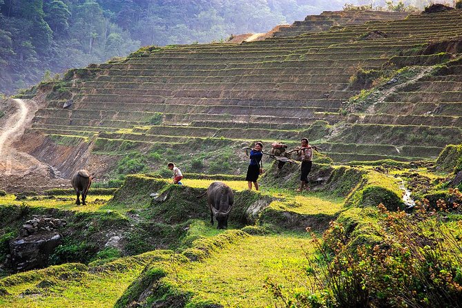 Trekking Through Rice Terraced Fields - 1Day - Village stops come with real-life shopping moments