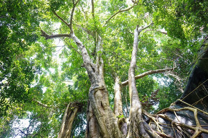 Trekking Tien Son Dinh Phu Quoc - Gear That Actually Helps: Shoes, Poles, and a Small Backpack