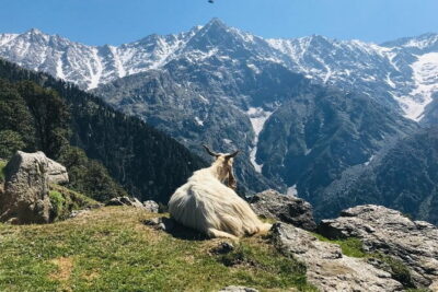 Triund Trek with Manu Adventures India - Camping Gear and Camp Life at Night Under the Himalayas