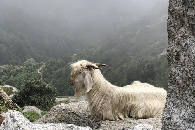 Triund Trek - Getting to the start: McLeod Ganj timing and first logistics