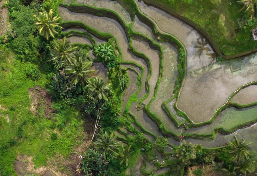 Ubud: Rice Terrace, Holy Water Temple & Waterfalls Trek Tour - What to Bring (and What to Leave Behind)