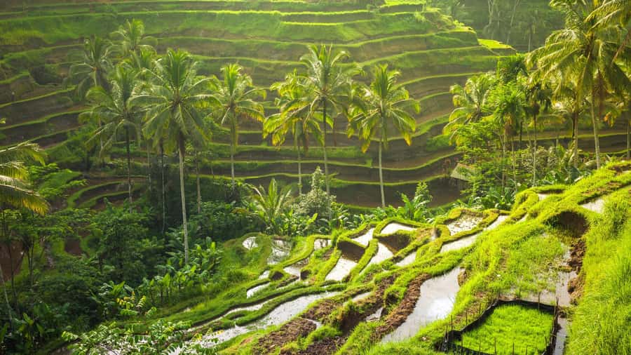 Ubud: Rice Terrace, Holy Water Temple & Waterfalls Trek Tour - Why This Ubud Day Mix Works for Most People