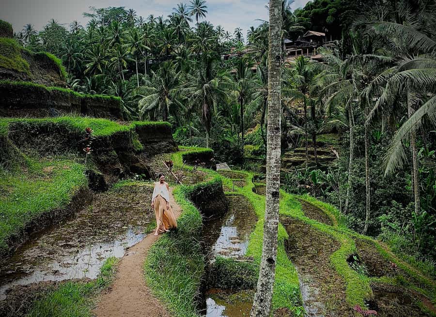 Ubud: Rice Terrace, Holy Water Temple & Waterfalls Trek Tour - Lunch and Coffee Add-ons: Where the Day Actually Tastes Good