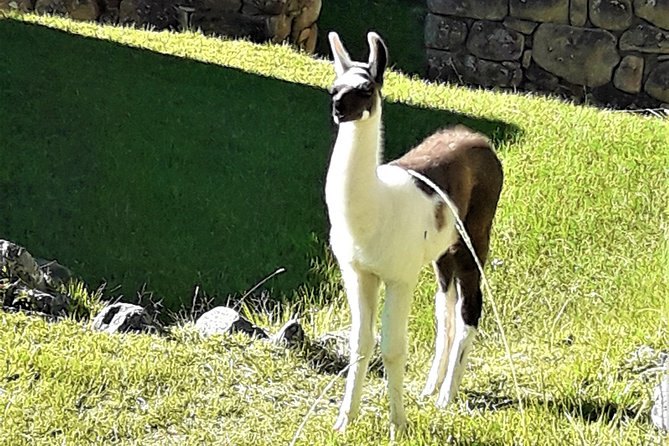 Ultimate Lares Trek & Inca Trail 5 days - Day 4: Train to km 104, Chachabamba Ruin, Wiñay Huayna, and Sun Gate