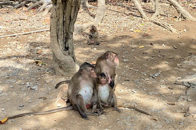 UNESCO Listed Can Gio Mangrove and Monkey Island trek - Getting from Ho Chi Minh City to Can Gio without losing the day
