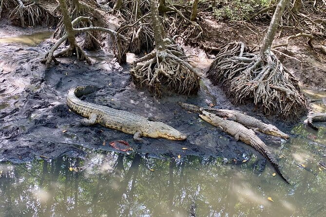UNESCO Listed Can Gio Mangrove and Monkey Island trek - Can Gio Mangrove Biosphere Reserve: the real star of the day