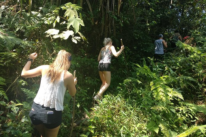volcano hike and jungle trekking adventure - Jungle trekking through tropical rain forest trails
