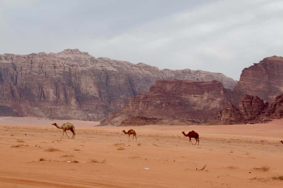 Wadi Rum: 2nights|3Day all-inclusive BedouinDesertExperience - Entering Wadi Rum right: meeting point, entrance fee, and getting oriented