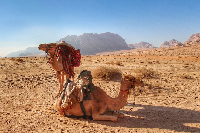 Wadi Rum: Camel Trek Adventure - Who this camel trek is best for (and who might want a different option)