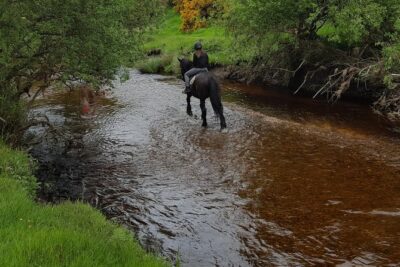 Wicklow Mountains Horse Trekking - Meet at Hollywood Horse and Pony Trekking in Bishopsland