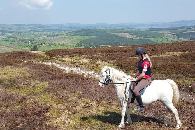 Wicklow Mountains Horse Trekking - Horses that handle weather, wind, and mixed rider levels