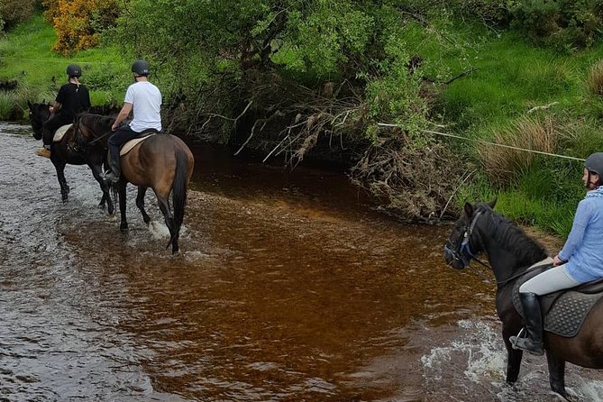 Wicklow Mountains Horse Trekking - Price and value: $90.70 for guided, horse-powered time