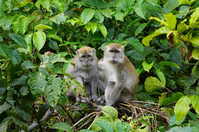 Wonderful 2Days 1Night Bukit Lawang Jungle Trekking Free Rafting - Who this trek is best for (and who should reconsider)
