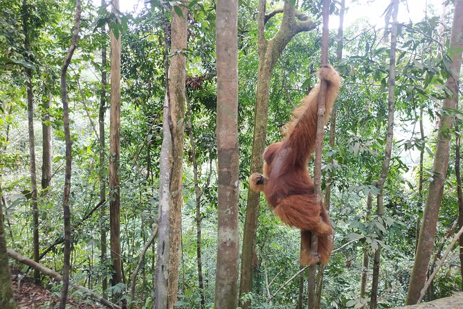 Wonderful 7 Days North Sumatra Tour (Include: 2 Days 1 Night Jungle Trekking) - Day 2-3 in Gunung Leuser: orangutans, nights by the river, real jungle time