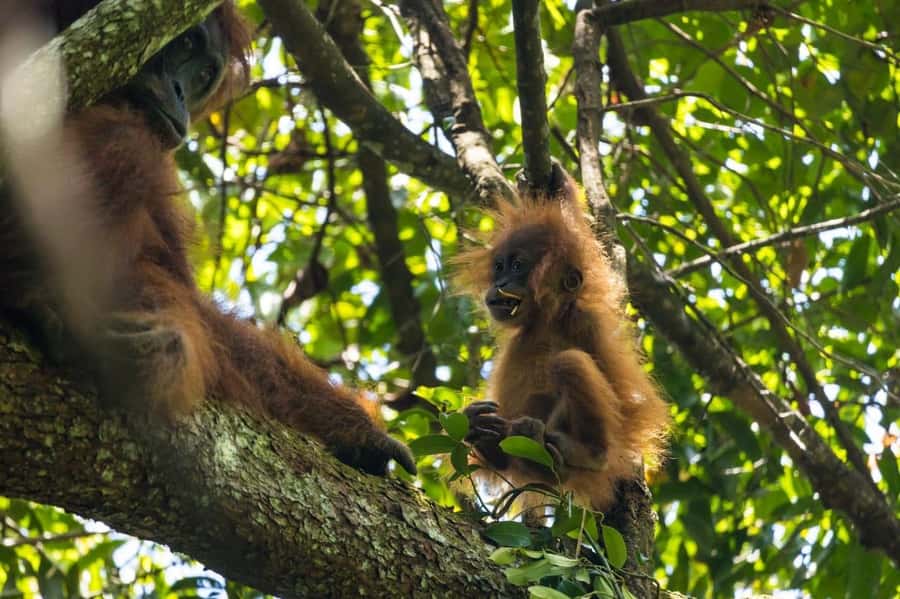 Wonderfull Orangutan Sumatera Jungle Trekking and tour - Why Gunung Leuser Orangutan Trekking Feels Different Than a Zoo Visit