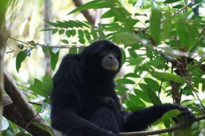 Wonderfull Orangutan Sumatera Jungle Trekking and tour - What Your Days in the Jungle Look Like (and Where You Sleep)
