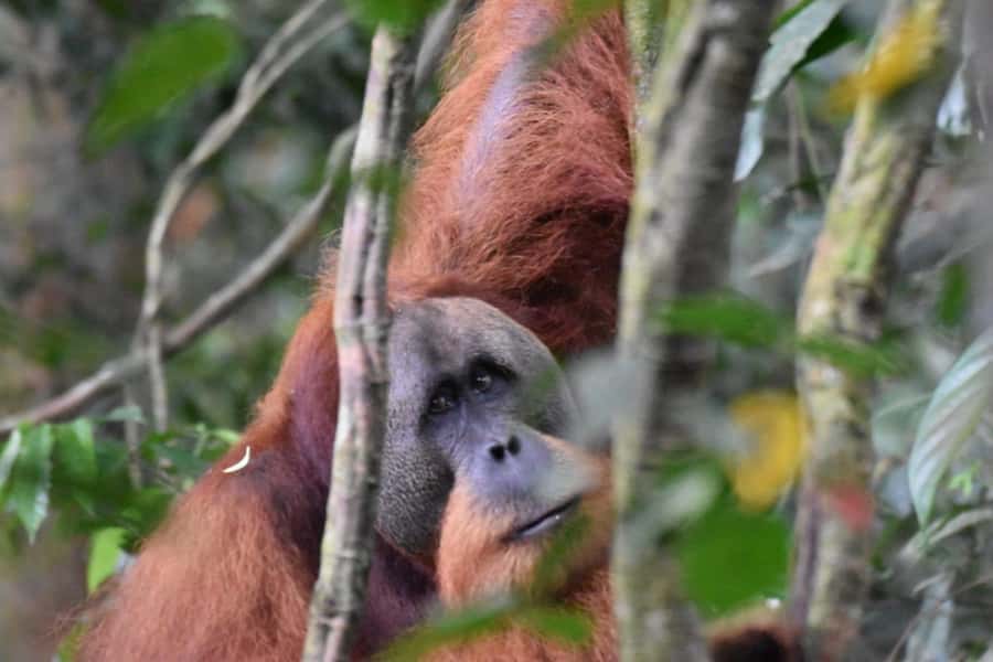 Wonderfull Orangutan Sumatera Jungle Trekking and tour - Who Should Book (and Who Might Want Another Option)