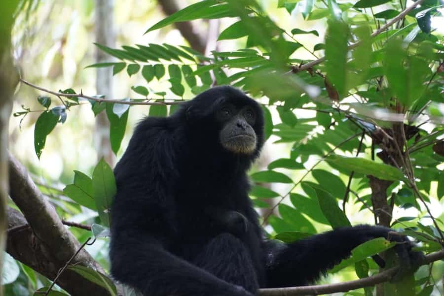 Wonderfull Orangutan Sumatera Jungle Trekking and tour - What Your Days in the Jungle Look Like (and Where You Sleep)