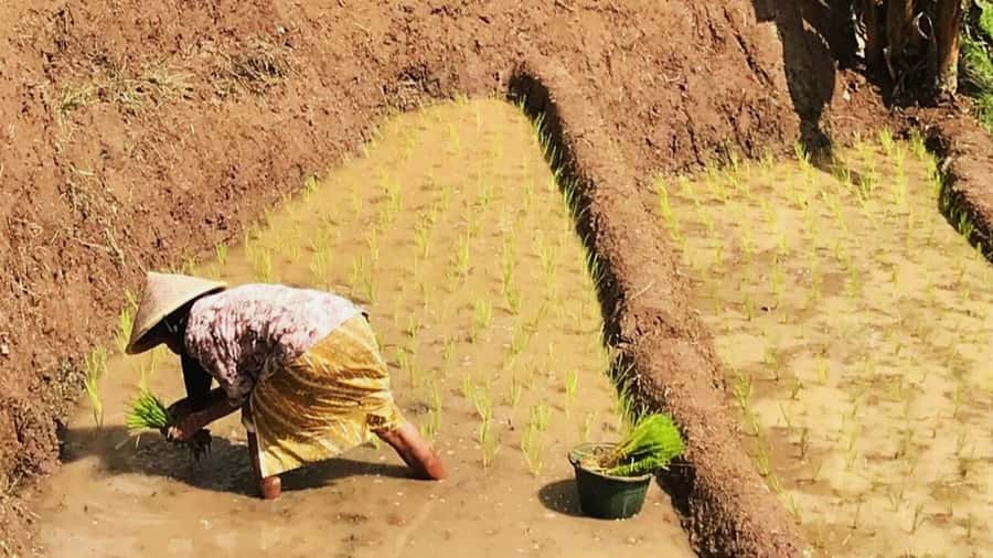 Yogyakarta: Selogriyo Temple and Rice Terrace Soft Trekking - Selogriyo Temple: Remote, Atmospheric, and Worth the Detour