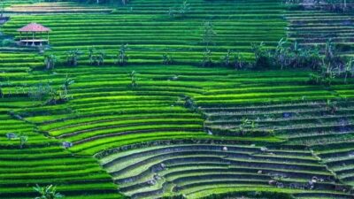 Yogyakarta: Selogriyo Temple and Rice Terrace Soft Trekking - The Temple Climb and the 9th-Century Moment