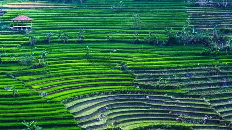 Yogyakarta: Selogriyo Temple and Rice Terrace Soft Trekking - The Temple Climb and the 9th-Century Moment
