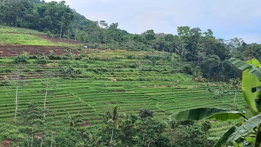 Yogyakarta :selogriyo temple, rice field trek& nepalvan java - From Yogyakarta to Nepalvan Java’s vegetable hill