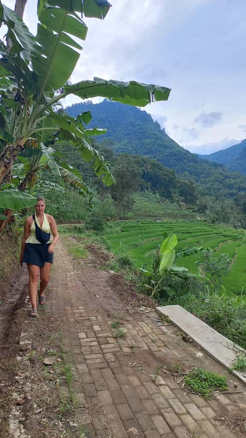 Yogyakarta :selogriyo temple, rice field trek& nepalvan java - Rice-field walking on the way to Selogriyo