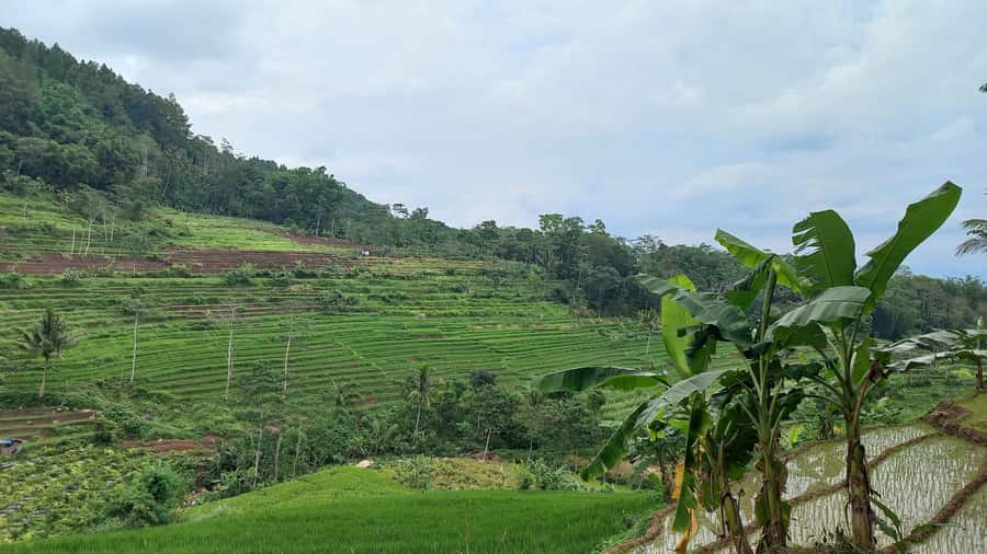 Yogyakarta :selogriyo temple, rice field trek& nepalvan java - Selogriyo Temple: 9th-century Mataram stones with a calm feel