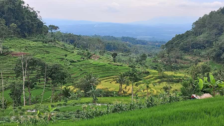 Yogyakarta :selogriyo temple, rice field trek& nepalvan java - Guides, small-group pacing, and what $52 actually buys