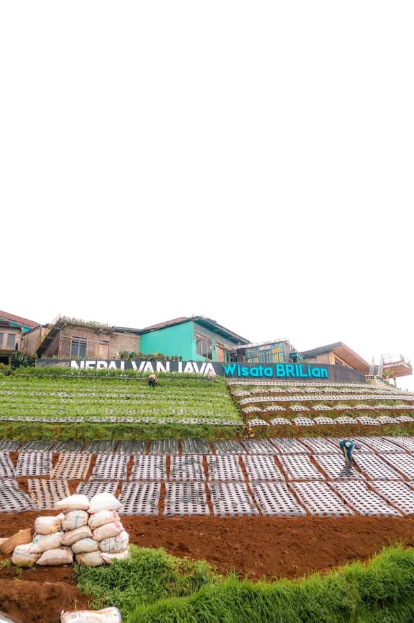 Yogyakarta :selogriyo temple, rice field trek& nepalvan java - Practical tips: what to wear and how to plan your day