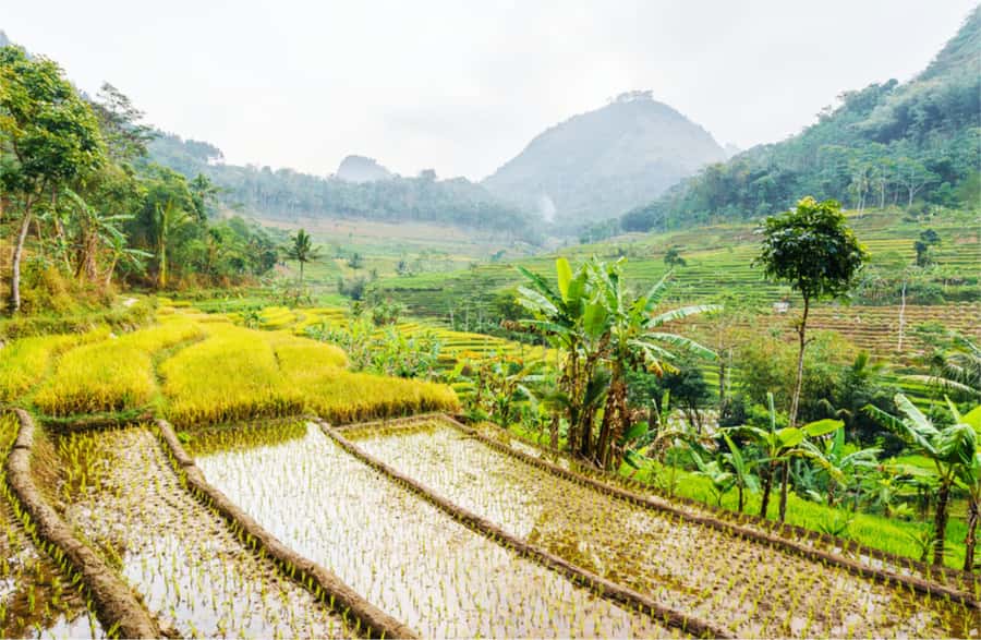 Yogyakarta: Selogriyo Temple Tour & Java Rice Terrace Trek - Key points before you go