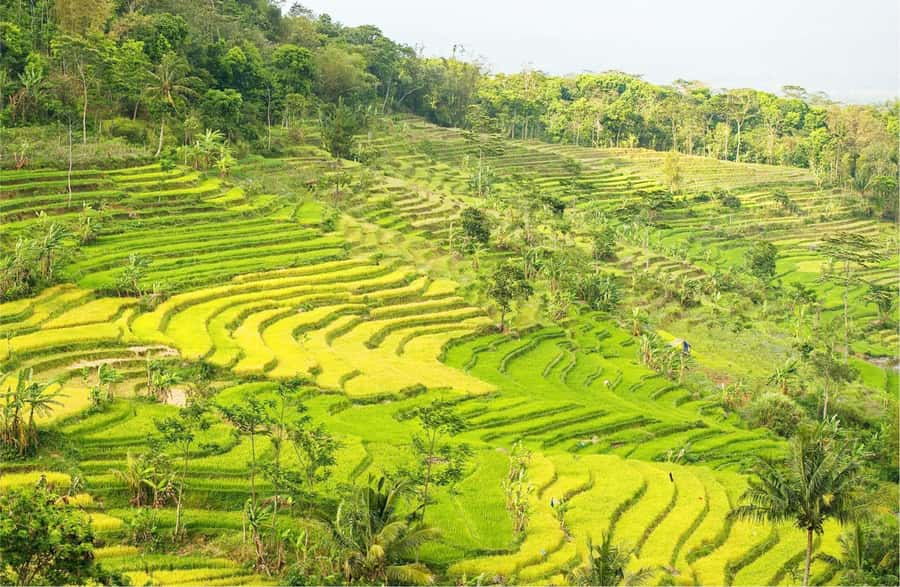 Yogyakarta: Selogriyo Temple Tour & Java Rice Terrace Trek - Getting to Selogriyo without turning your day into traffic
