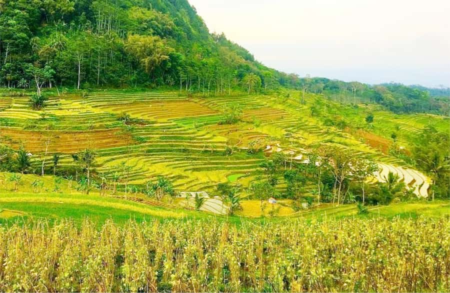 Yogyakarta: Selogriyo Temple Tour & Java Rice Terrace Trek - Candi Selogriyo: small temple, strong atmosphere